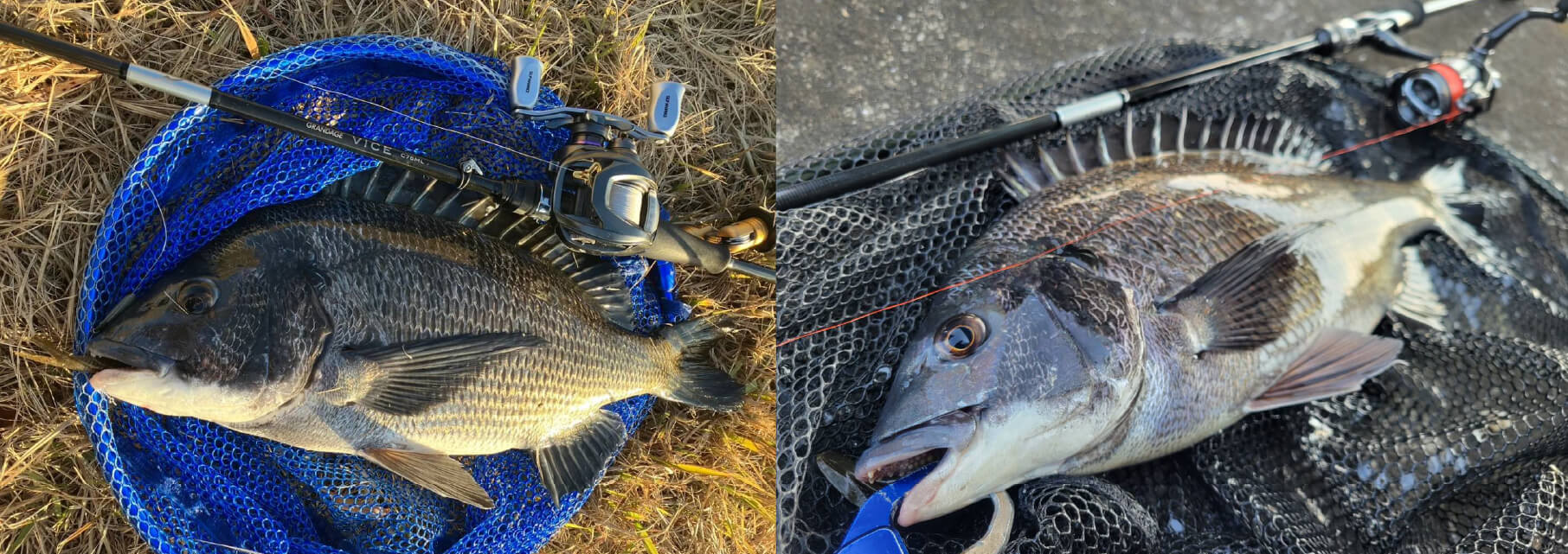 釣果写真